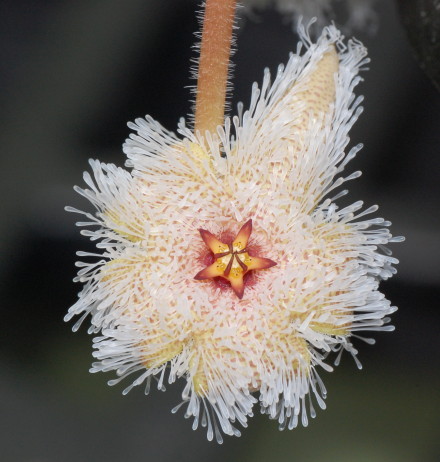 仙人掌园豹皮花属，原生于南非，学名：Stapelia glanduliflora.jpg