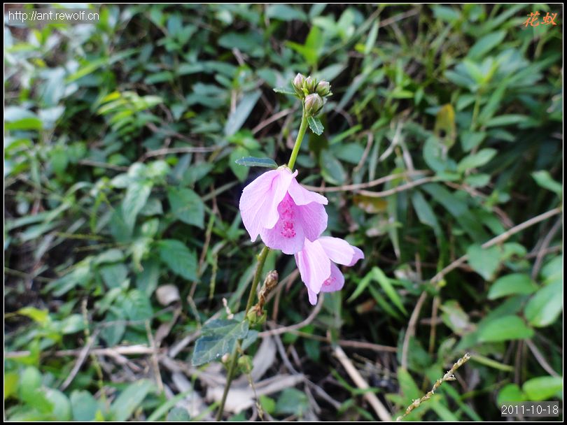 地桃花