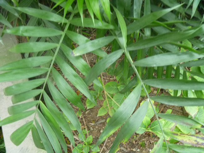 这是什么植物？