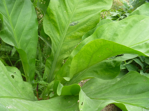 这是什么植物？