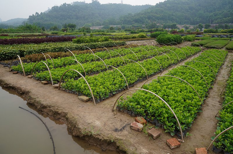 这是红草和绿草