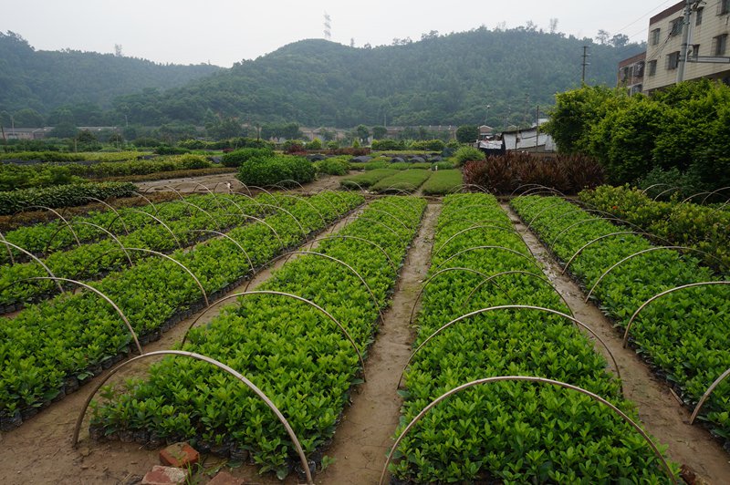 这是红草和绿草