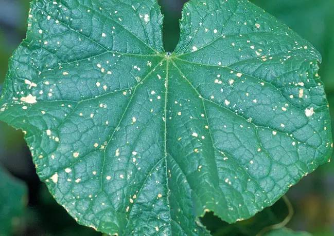 梅雨季的病虫害防治？一看就懂！