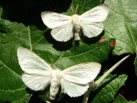 20种苗木病虫害防治