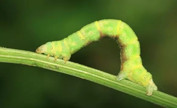 20种苗木病虫害防治