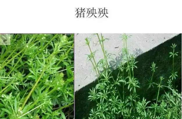 路边的野草，你认识几种？