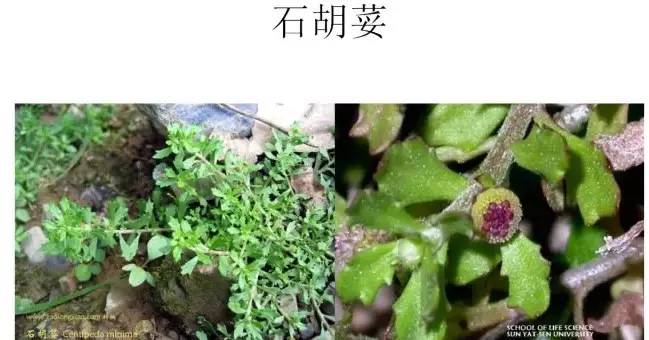 路边的野草，你认识几种？