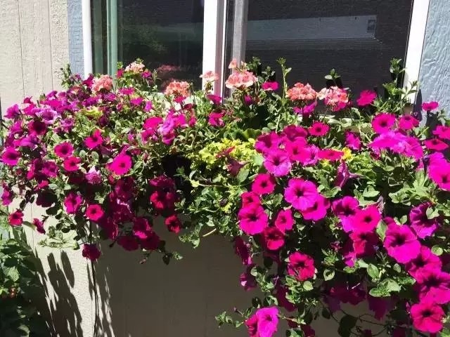 DIY在窗户种鲜花