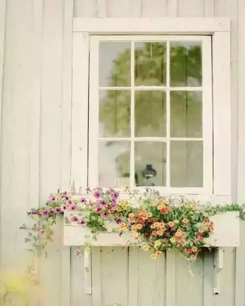 DIY在窗户种鲜花
