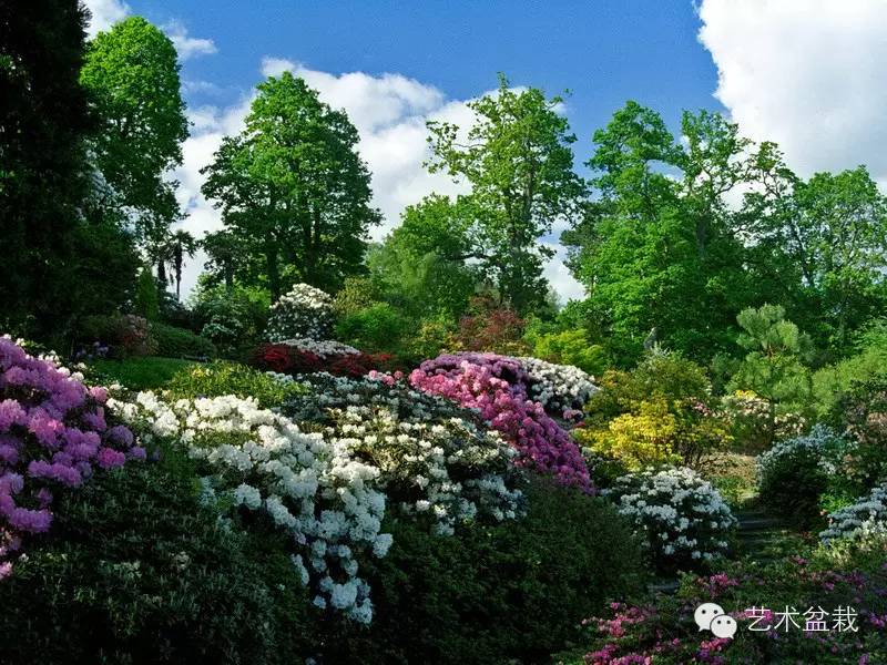 镜头下的花镜实景，搭配学起来