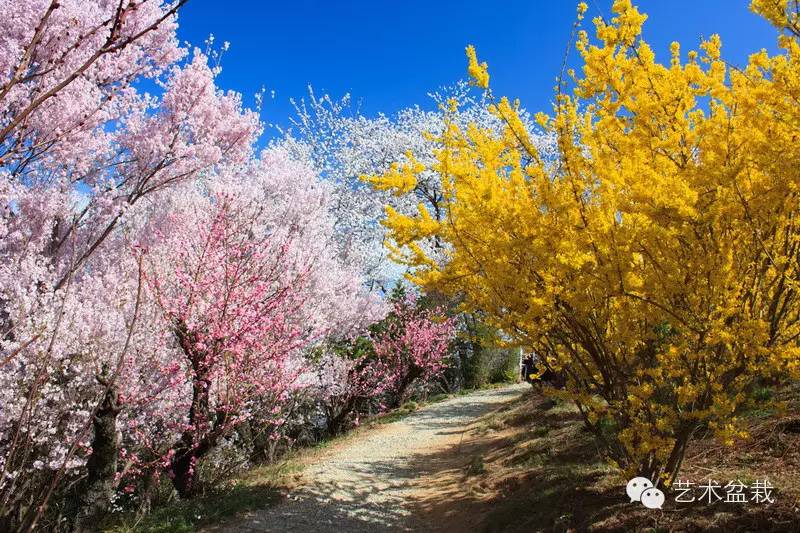 镜头下的花镜实景，搭配学起来