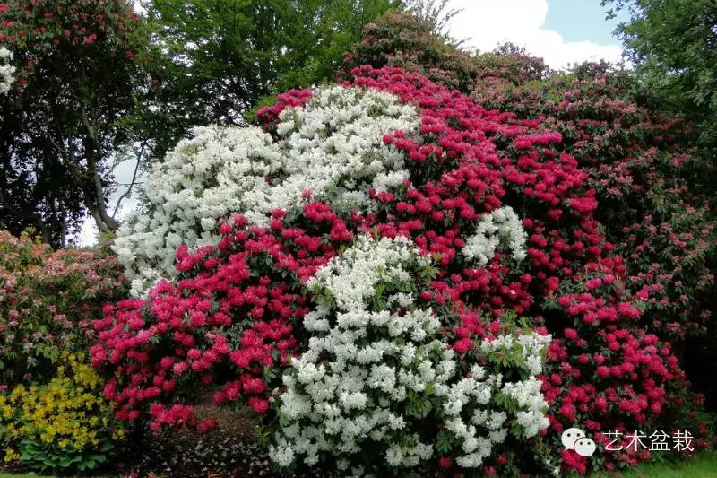 镜头下的花镜实景，搭配学起来