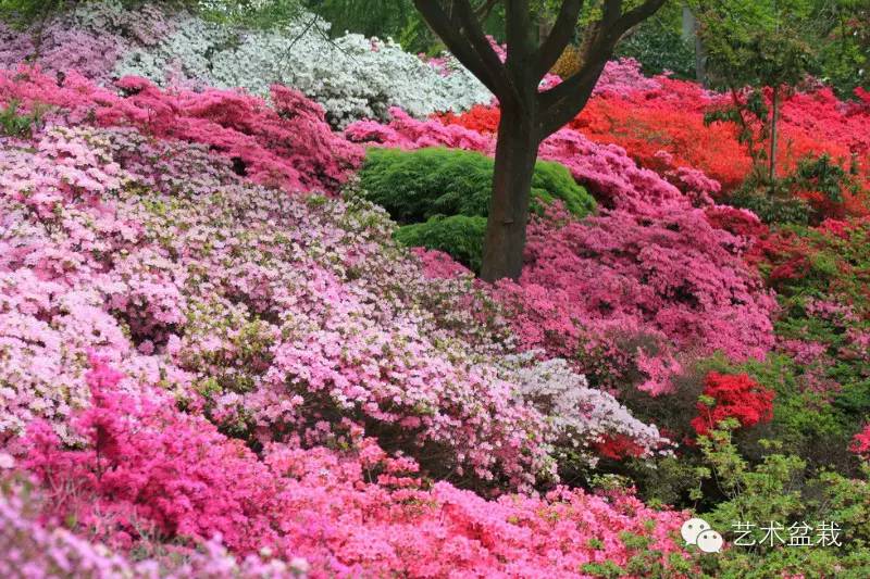 镜头下的花镜实景，搭配学起来