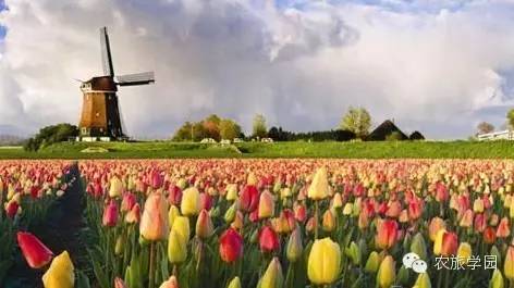荷兰农业靠什么突破资源短板?中国能复制吗?