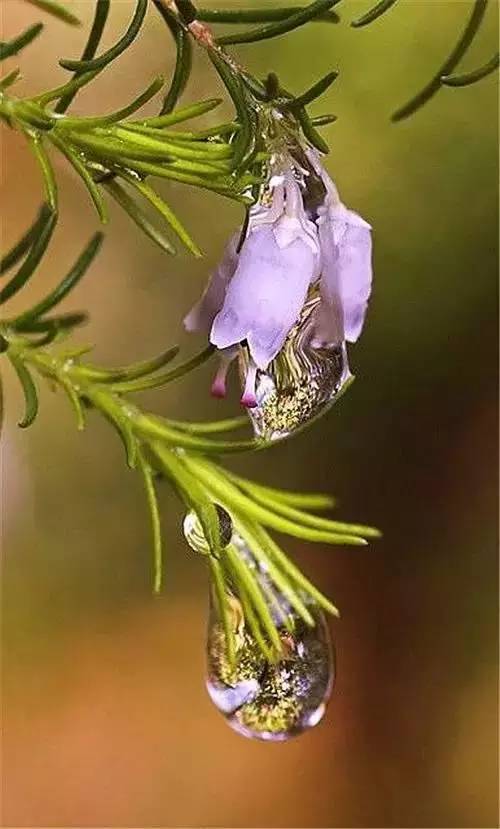 大师级花卉摄影