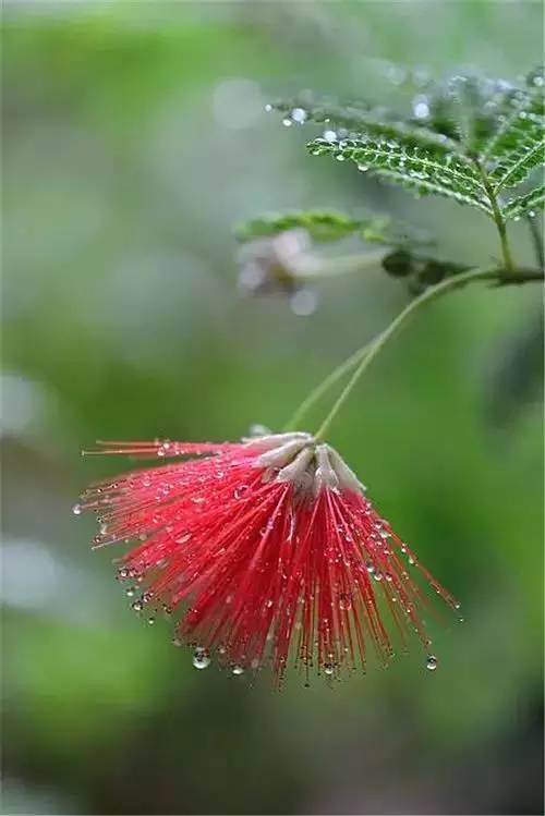 大师级花卉摄影