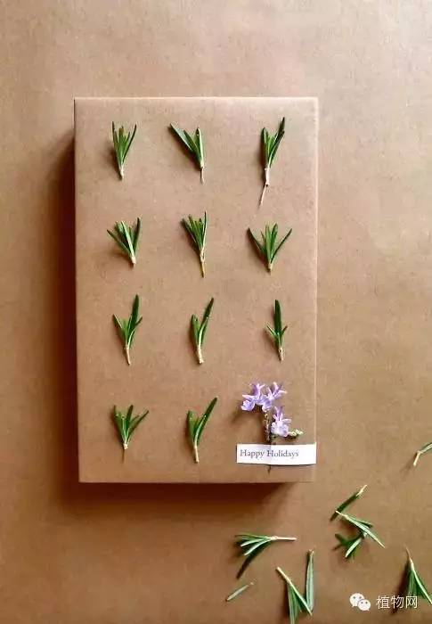 DIY植物礼物包装
