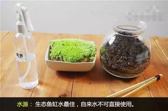 【今日主题&quot;绿苔&quot;】家庭养护苔癣植物盆栽