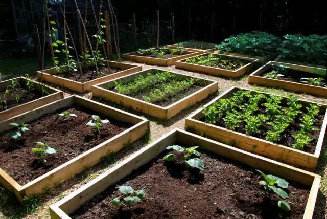 这么全的蔬菜花园设计 你咋不上天呢？
