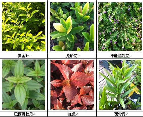 垂直绿化应用案例、方法、植物全解析