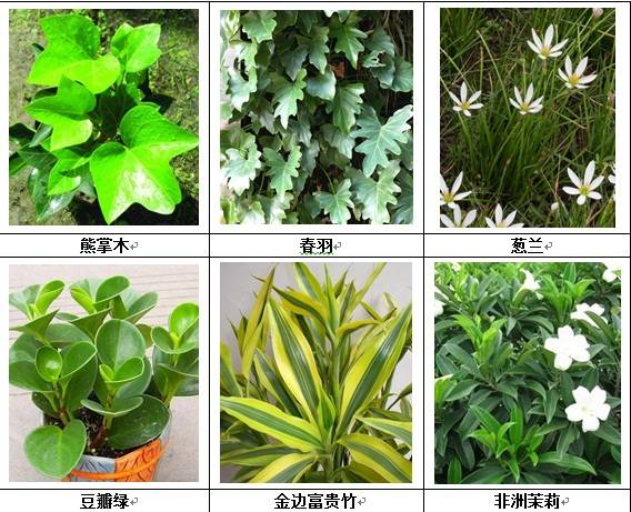 垂直绿化应用案例、方法、植物全解析