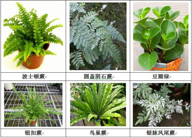 垂直绿化应用案例、方法、植物全解析