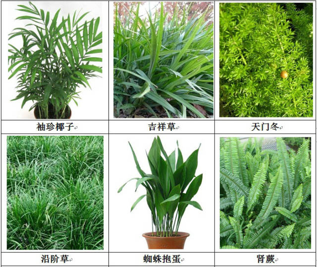 垂直绿化应用案例、方法、植物全解析