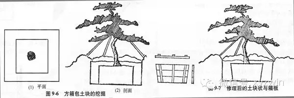 图解大树移植技术