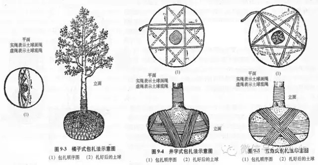 图解大树移植技术