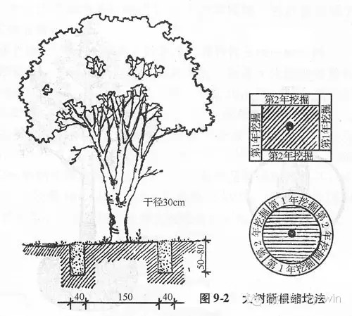 图解大树移植技术