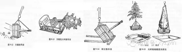 图解大树移植技术