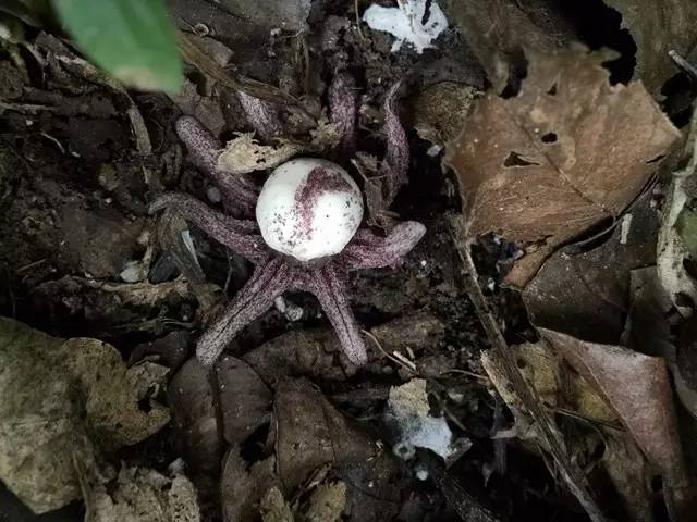 花型奇特的辐花蜘蛛抱蛋