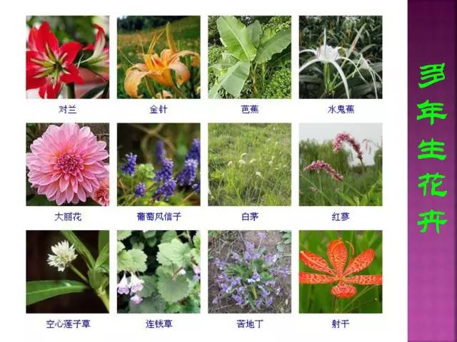 超全常见花卉植物图谱(1332种)