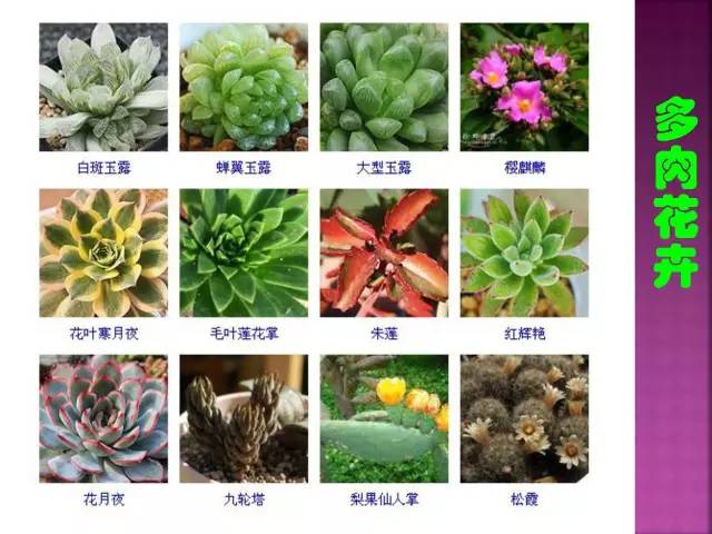 超全常见花卉植物图谱(1332种)