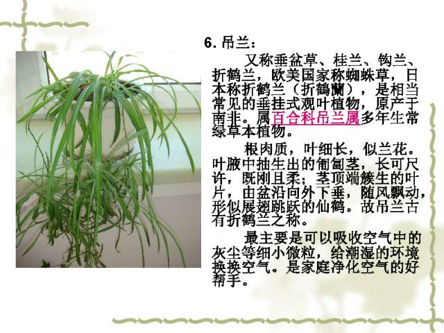 100种室内植物