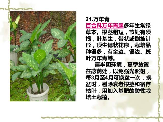 100种室内植物