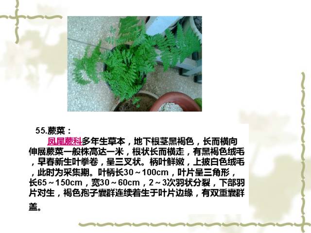 100种室内植物