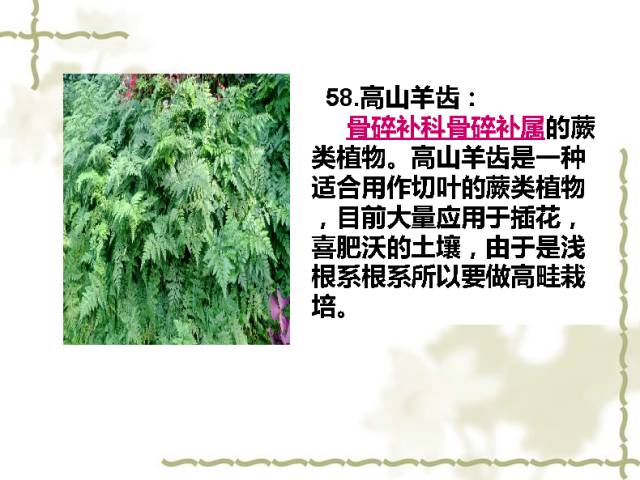 100种室内植物