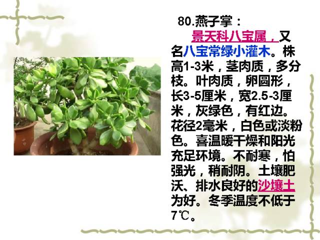 100种室内植物