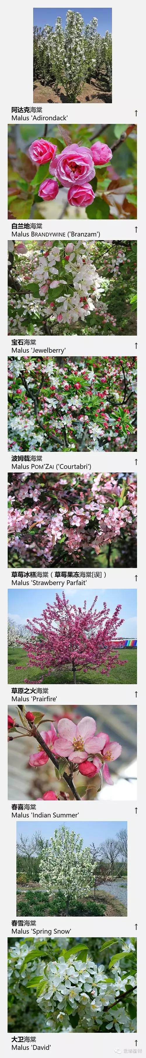 上海数字植物志精选：72种海棠