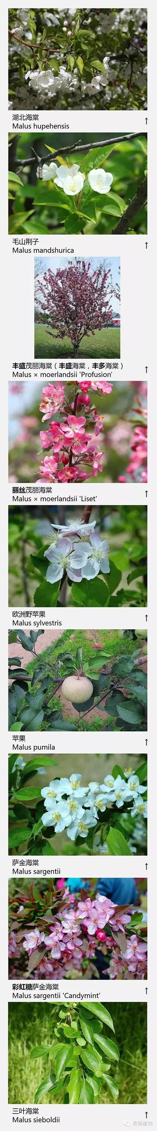 上海数字植物志精选：72种海棠