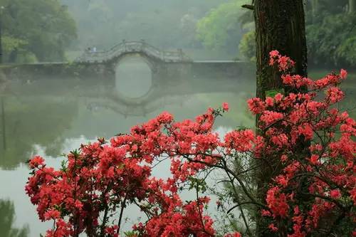 杜鹃花开映山红