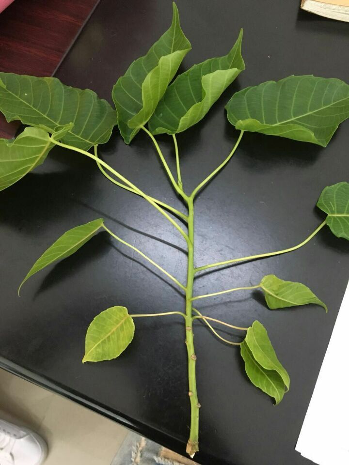 这是什么植物？