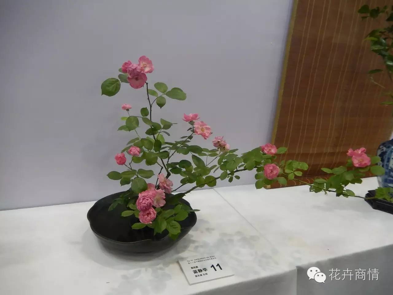 刚结束的北京花展，传递了什么信息！