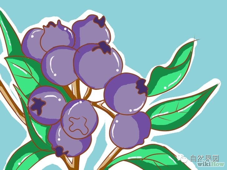 蓝莓如何来种植