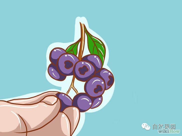 蓝莓如何来种植