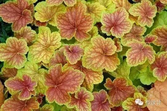 色彩斑斓的虎耳草科植物