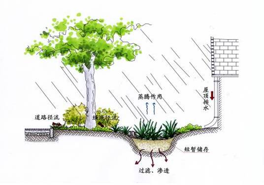 雨水花园 · 海绵城市的“颜值担当”
