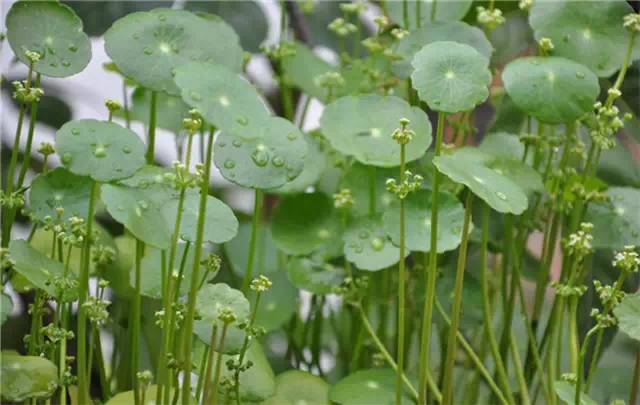 100种户外常见植物