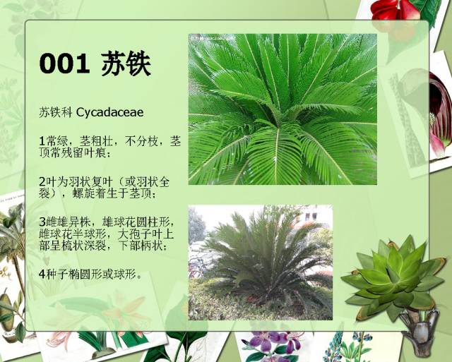 100种常见园林植物图鉴